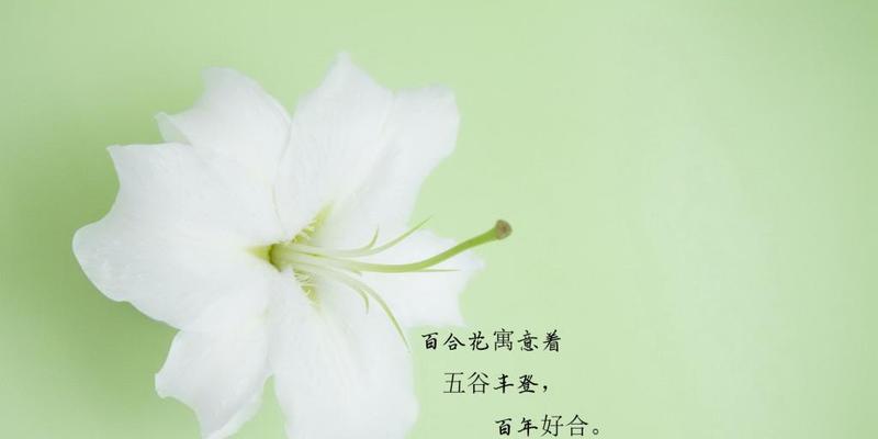花的最新花语有何变化？