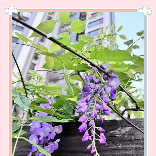 哪种花代表深深的思念？