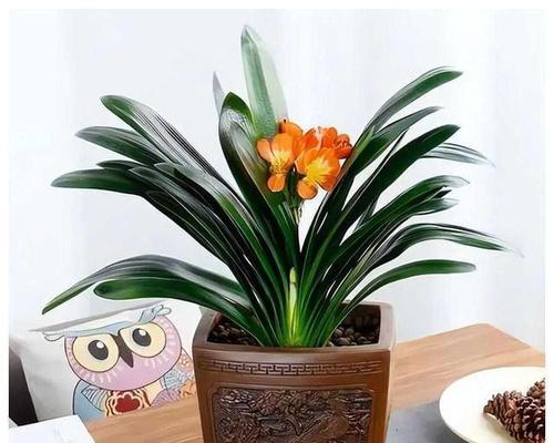 君子兰植物属于什么类型的植物？