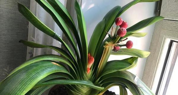 君子兰植物属于什么类型的植物？
