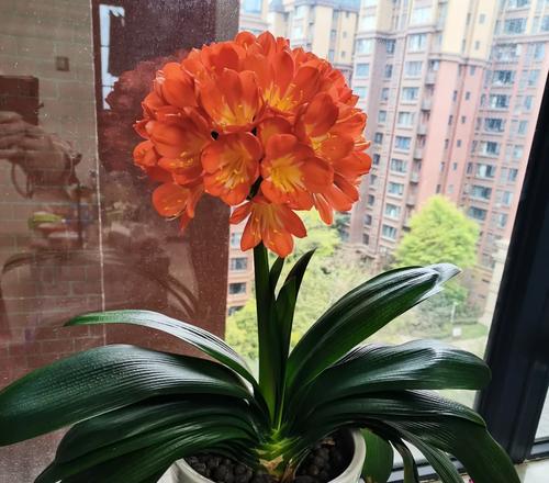 君子兰带花盒开花多怎么办？如何处理君子兰带花盒开花多的问题？
