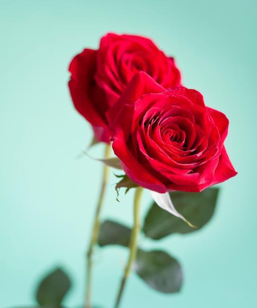 能量高的花代表什么？花语中能量高的含义是什么？