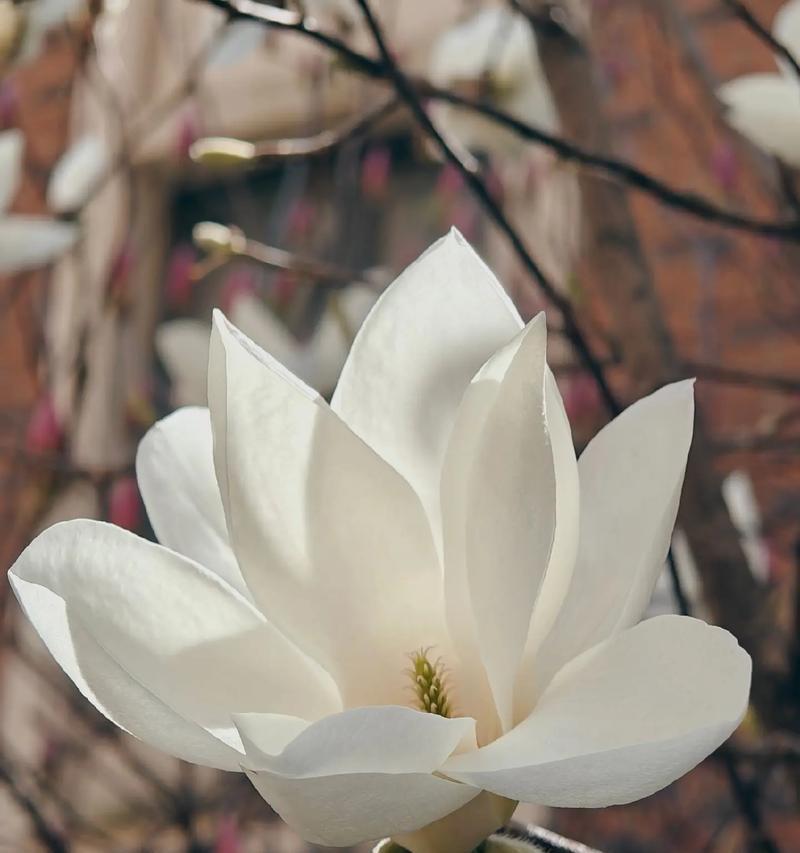 能量高的花代表什么？花语中能量高的含义是什么？