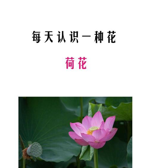 宝莲花开的寓意和花语是什么？它象征着什么？