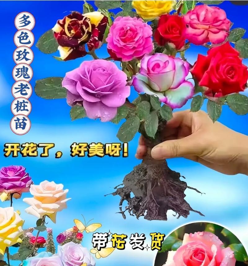 玫瑰花苗子的养护技巧有哪些？