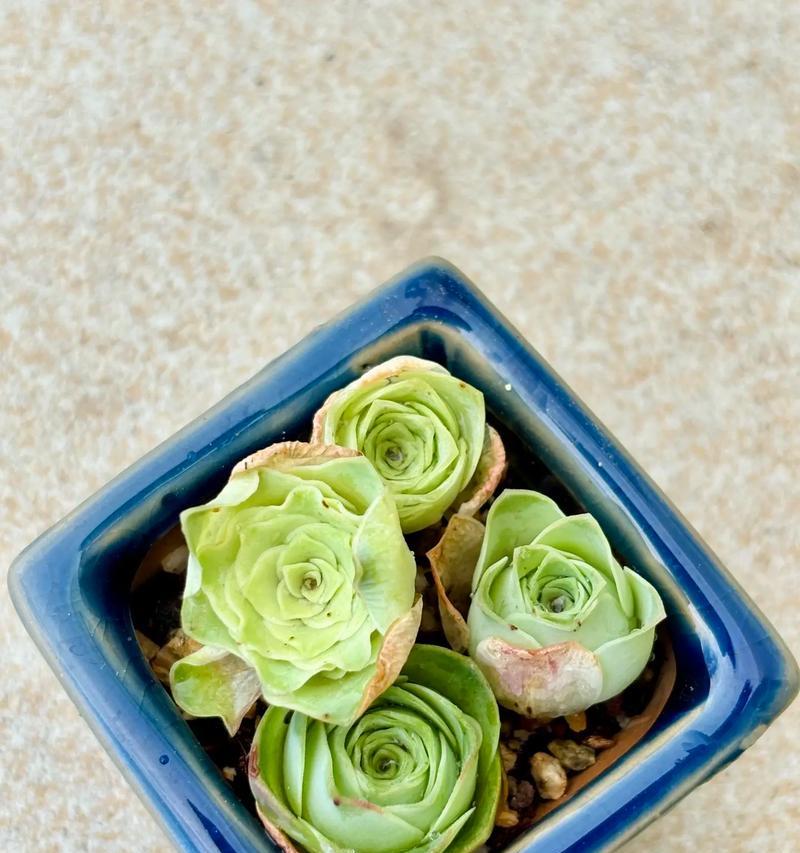 没根的玫瑰花能存活吗？如何正确养护？
