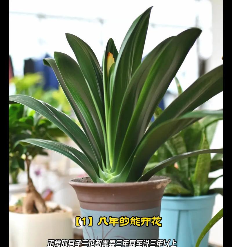 君子兰种植的详细步骤是什么？