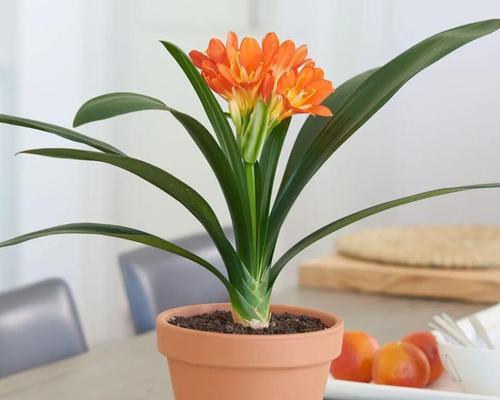 君子兰种植的详细步骤是什么？