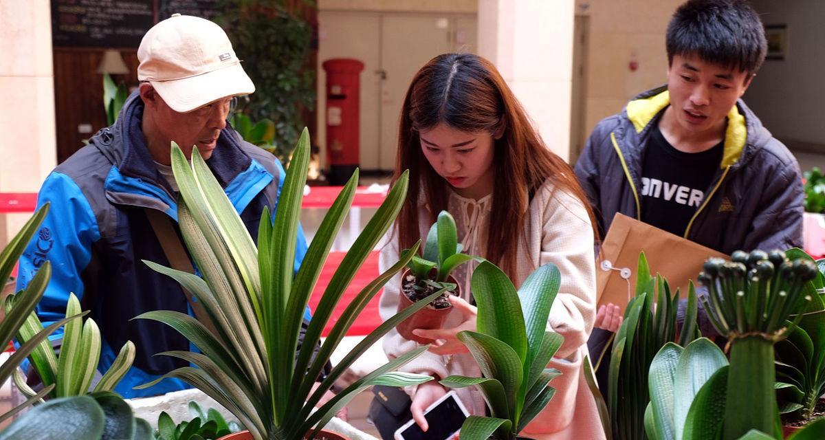 君子兰种植的详细步骤是什么？