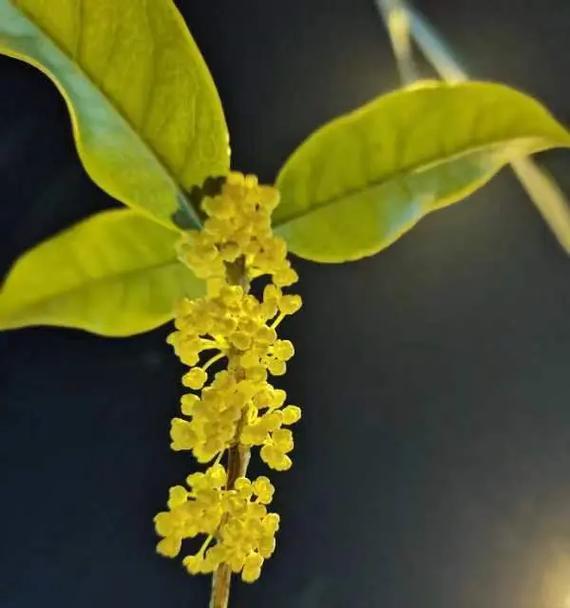 花语笔记桂花精灵有何特别含义？