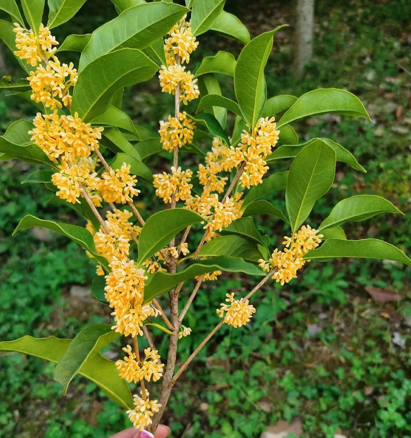 花语笔记桂花精灵有何特别含义？