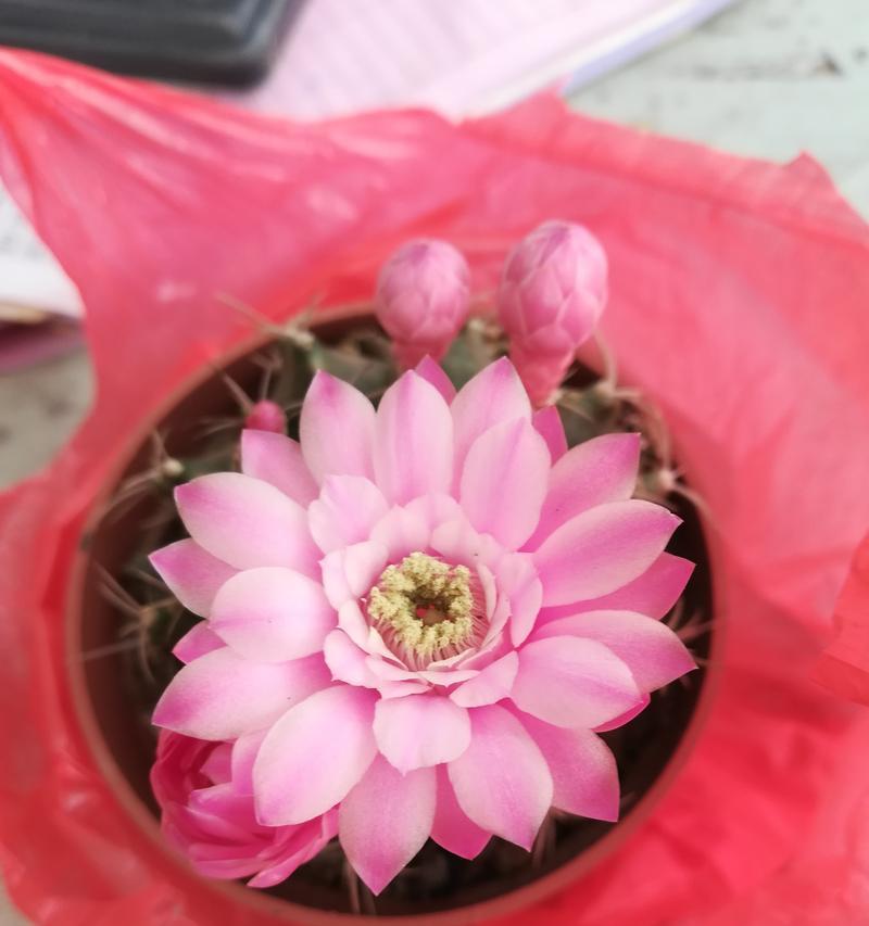 仙人球开花后应该如何处理？如何促进下一次开花？