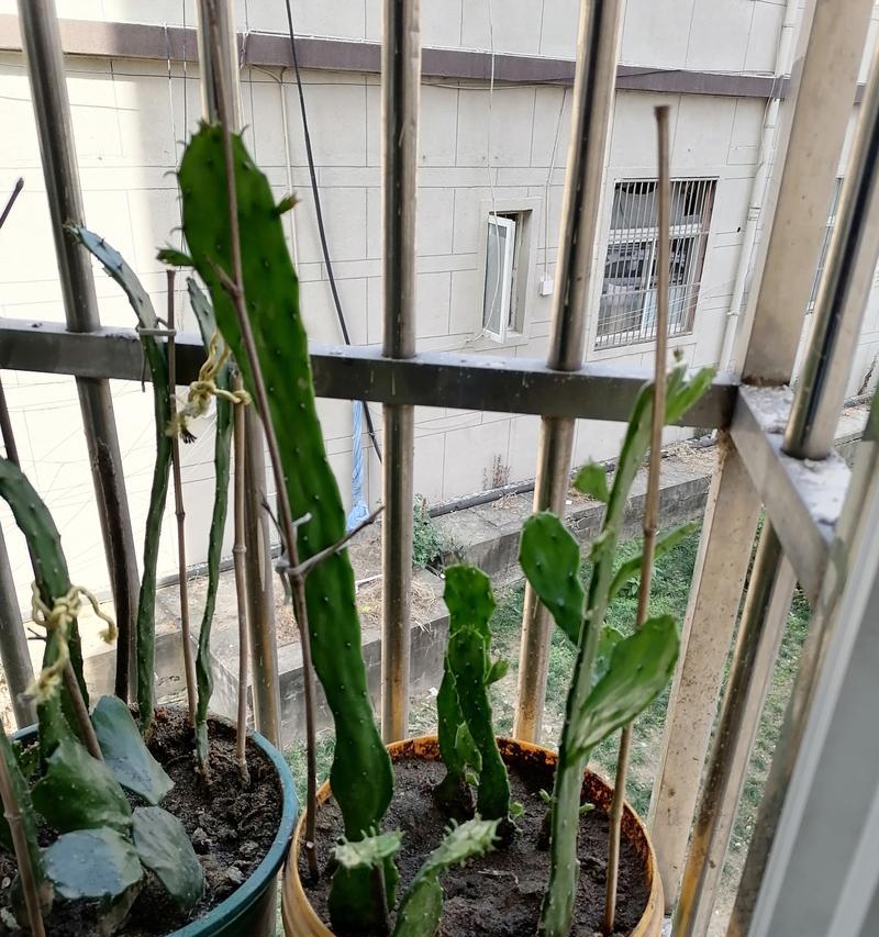 仙人掌栽培技巧有哪些？栽培过程中常见问题如何解决？