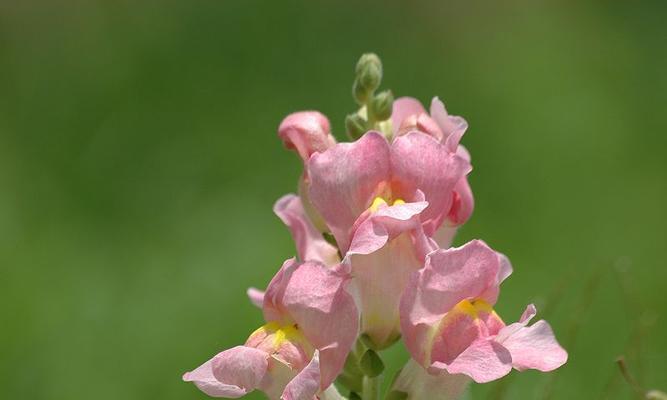 白轴草的花语和寓意是什么？白轴草代表了什么？