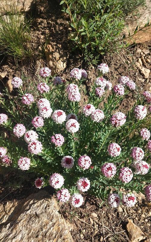 白轴草的花语和寓意是什么？白轴草代表了什么？