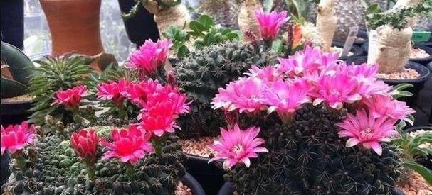 彩色仙人球不开花的原因及解决办法？
