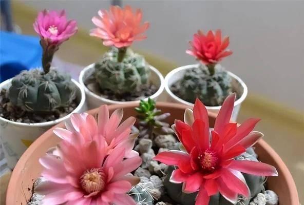 彩色仙人球不开花的原因及解决办法？