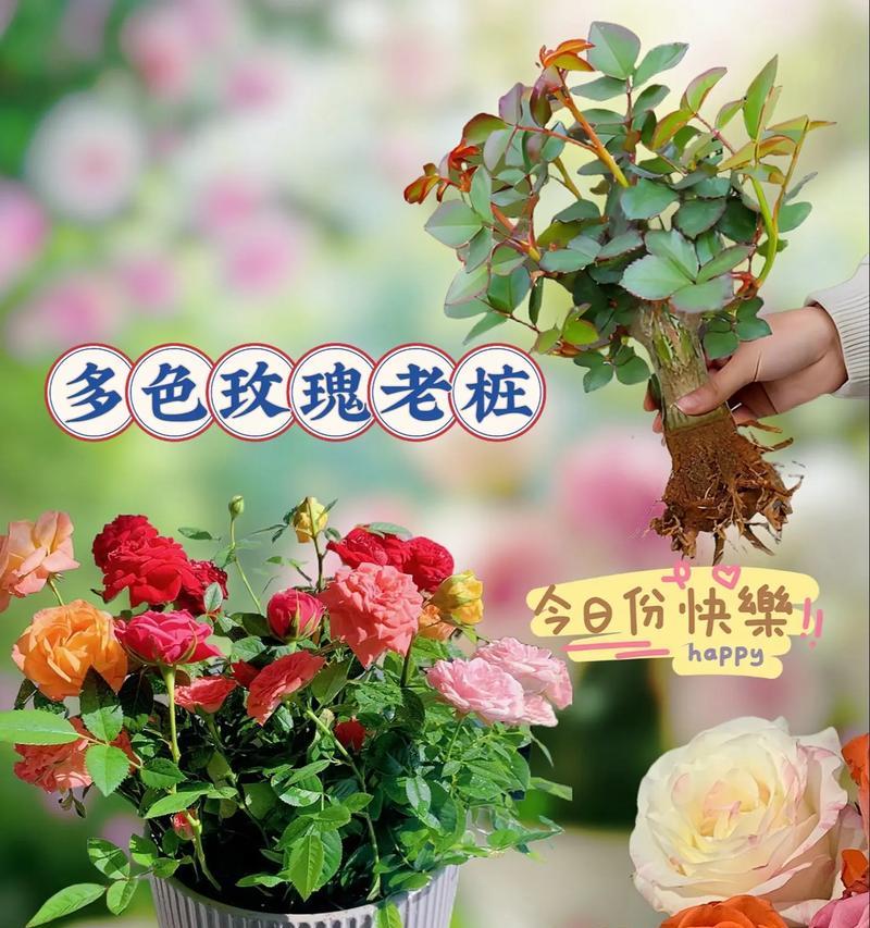 花土种植玫瑰花效果如何？养护方法是什么？
