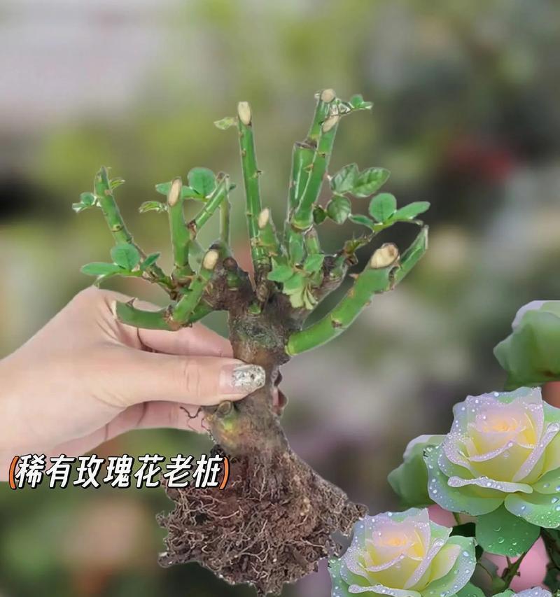 花土种植玫瑰花效果如何？养护方法是什么？