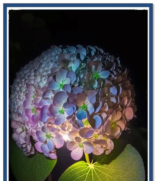 绣球花的花语和寓意有哪些？