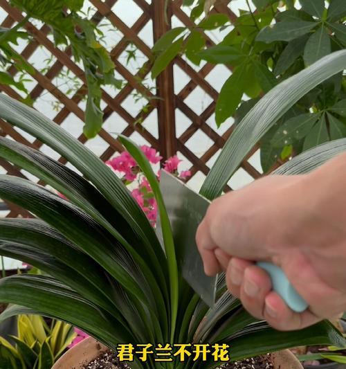 君子兰萎蔫的原因是什么？如何解决君子兰萎蔫问题？