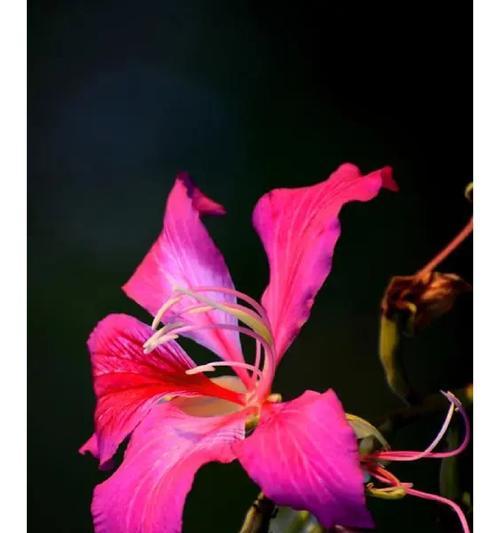 紫堇花花语是什么意思啊？它在花语中代表了什么？
