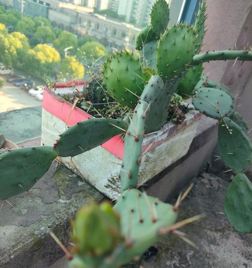 有盆仙人掌的正确养护方法是什么？