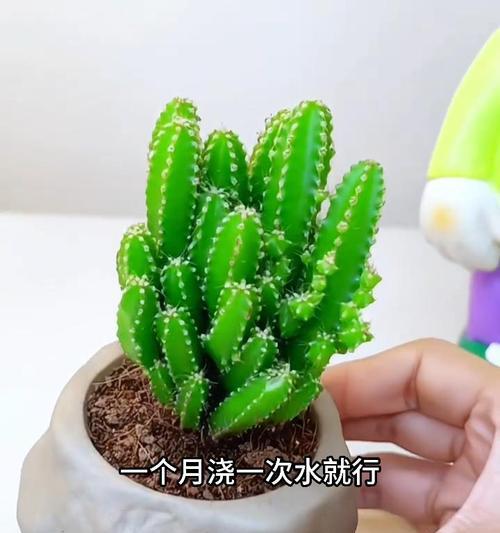 有盆仙人掌的正确养护方法是什么？