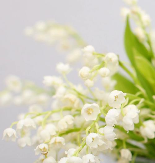 九月十一日的花语代表什么？适合送什么花？
