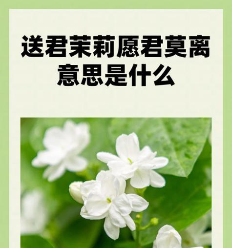 九月十一日的花语代表什么？适合送什么花？