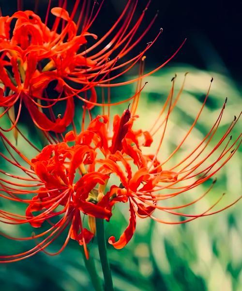 九月十一日的花语代表什么？适合送什么花？