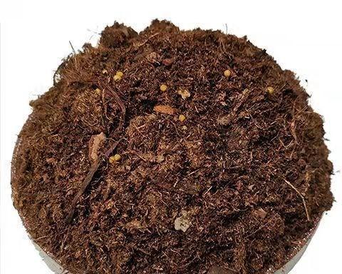 君子兰绿植桂花的养护技巧有哪些？需要注意哪些问题？
