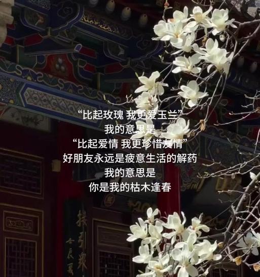 男生送发枯木花语有何深意？