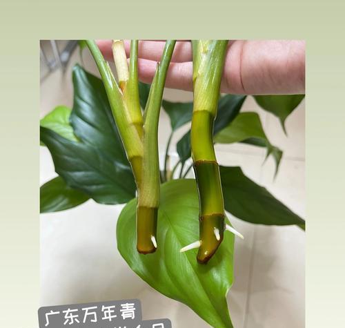 水培玫瑰花出芽后不生根是什么原因？如何促进生根？