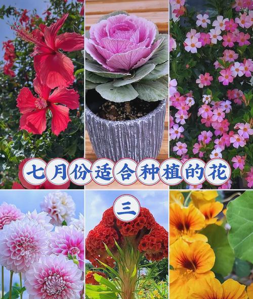 11月3号对应的花语是什么？这个日期有特别的花卉含义吗？