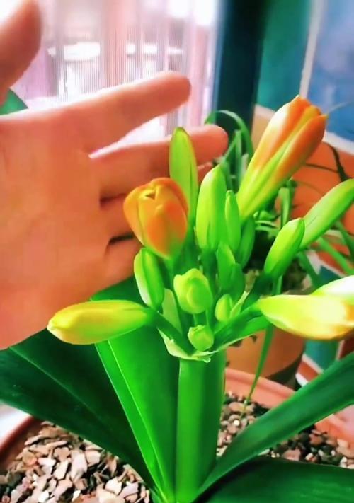君子兰三棵专用花盆的种植方法是什么？