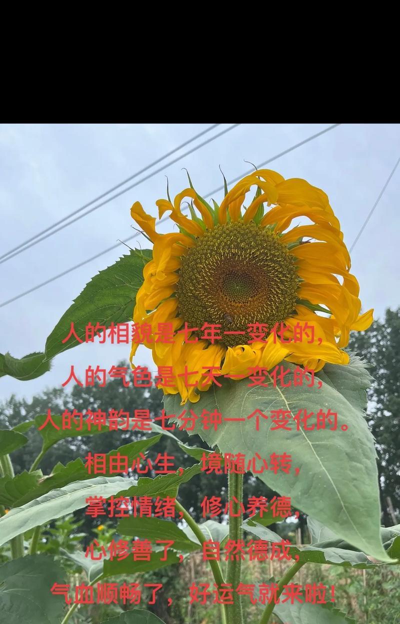 “心死了”这一说法的花语含义是什么？