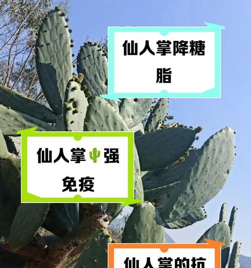 仙人掌受冻后如何恢复？有哪些有效的养护措施？