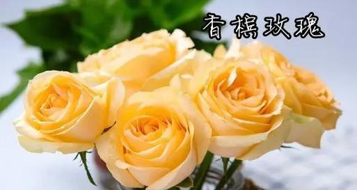 花语互敬互爱代表什么含义？