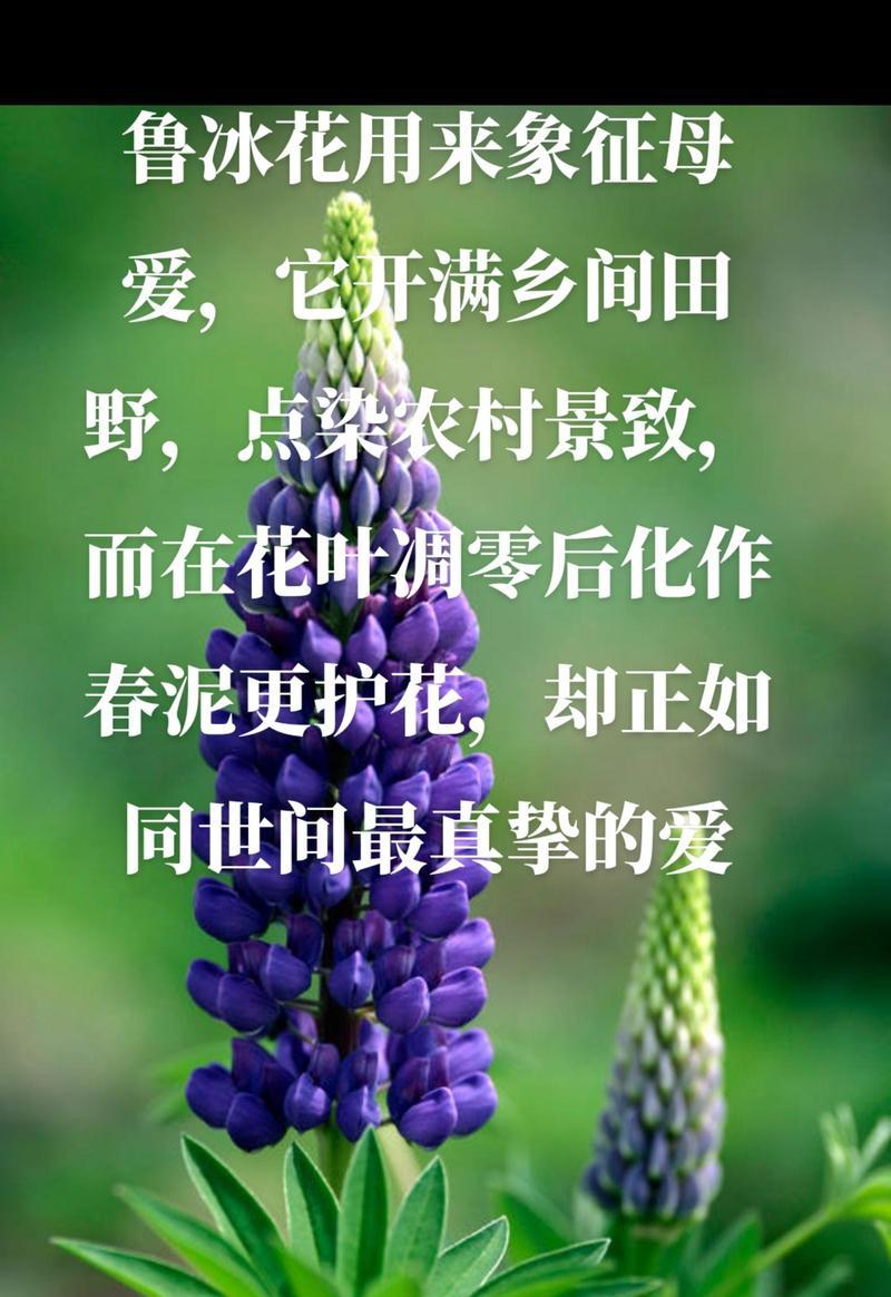 明媚悲伤的花语是什么？它代表了怎样的情感？