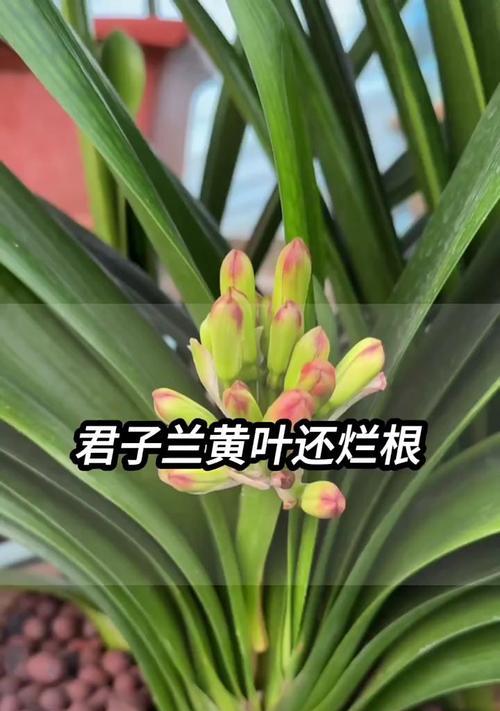 小盆栽君子兰出现烂根现象该如何处理？