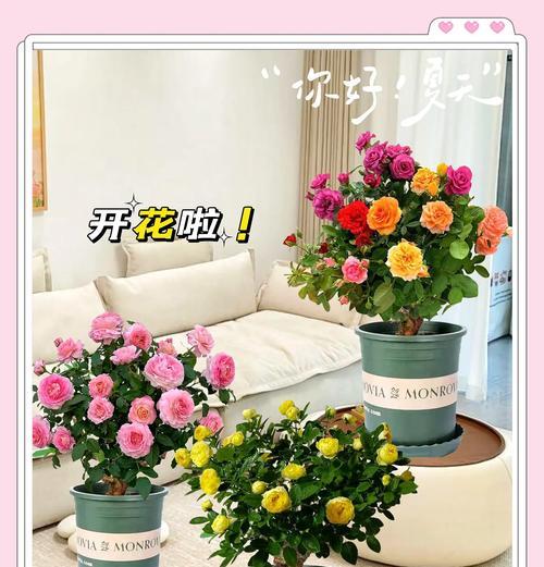 月季老桩玫瑰花的养护要点是什么？如何使其焕发新生？