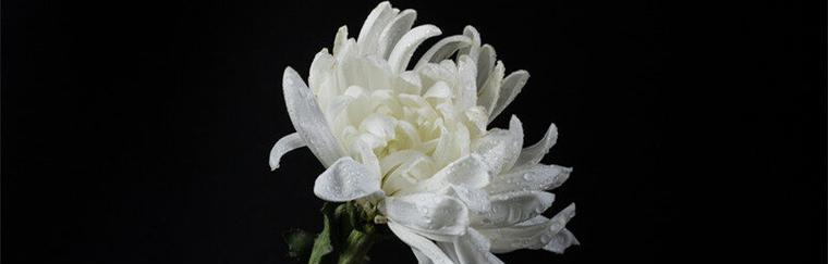 白色菊花象征了什么？