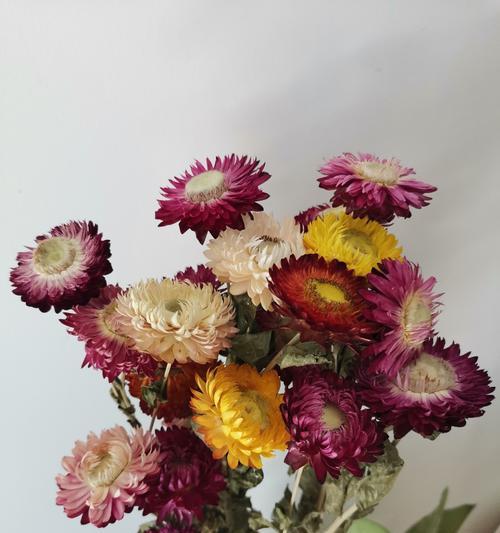 小牡丹花干花的养护技巧有哪些？