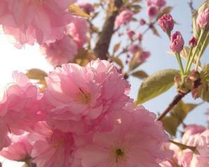 伞兵送的花朵有何特殊花语？它在军事文化中代表什么？