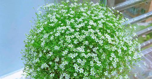 伞兵送的花朵有何特殊花语？它在军事文化中代表什么？