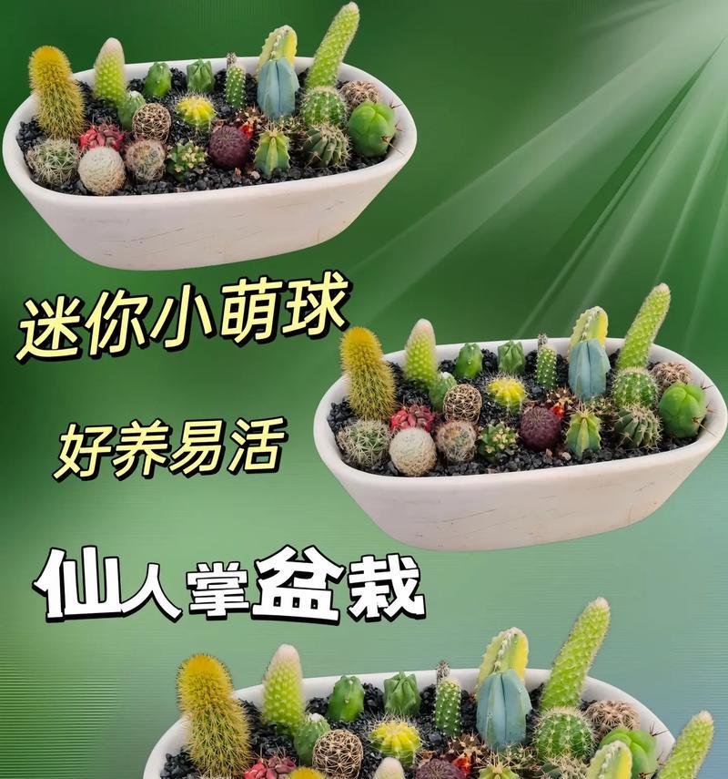 湖南怎么种仙人掌？适合湖南气候的种植技巧有哪些？
