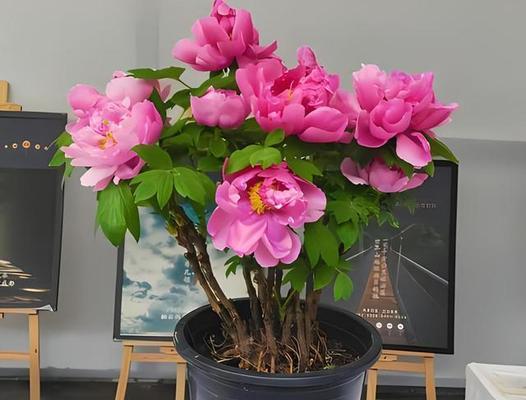 如何用纯天然方法养护牡丹花？养护中应注意什么？
