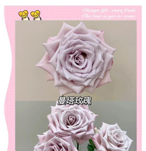 夏季适合购买哪些玫瑰花品种？如何选择？