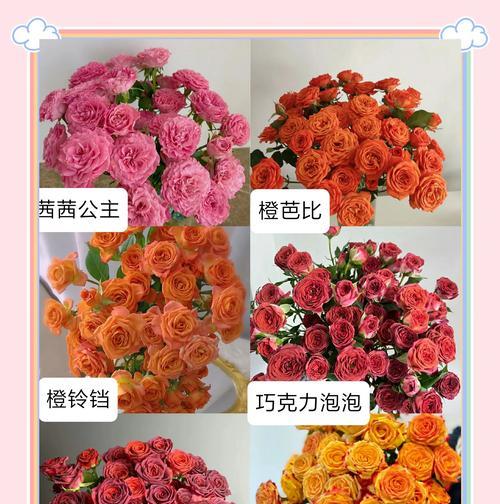 夏季适合购买哪些玫瑰花品种？如何选择？
